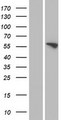 FMO3 Protein - Western validation with an anti-DDK antibody * L: Control HEK293 lysate R: Over-expression lysate