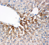 FMO4 Antibody - FMO4 antibody. IHC(P): Rat Liver Tissue.