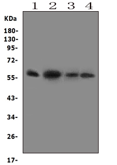 FMO5 Antibody - Western blot analysis of FMO5 using anti-FMO5 antibody. Electrophoresis was performed on a 5-20% SDS-PAGE gel at 70V (Stacking gel) / 90V (Resolving gel) for 2-3 hours. The sample well of each lane was loaded with 50ug of sample under reducing conditions. Lane 1: human Hela whole cell lysates, Lane 2: mouse liver tissue lysates, Lane 3: mouse testis tissue lysates, Lane 4: mouse spleen tissue lysates. After Electrophoresis, proteins were transferred to a Nitrocellulose membrane at 150mA for 50-90 minutes. Blocked the membrane with 5% Non-fat Milk/ TBS for 1.5 hour at RT. The membrane was incubated with rabbit anti-FMO5 antigen affinity purified polyclonal antibody at 0.5 µg/mL overnight at 4°C, then washed with TBS-0.1% Tween 3 times with 5 minutes each and probed with a goat anti-rabbit IgG-HRP secondary antibody at a dilution of 1:10000 for 1.5 hour at RT. The signal is developed using an Enhanced Chemiluminescent detection (ECL) kit with Tanon 5200 system. A specific band was detected for FMO5 at approximately 60KD. The expected band size for FMO5 is at 60KD.