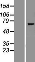 FMO5 Protein - Western validation with an anti-DDK antibody * L: Control HEK293 lysate R: Over-expression lysate