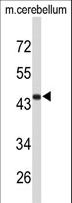 FMOD / Fibromodulin Antibody - Western blot of FMOD Antibody in mouse cerebellum tissue lysates (35 ug/lane). FMOD (arrow) was detected using the purified antibody.