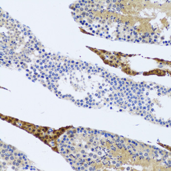 FMOD / Fibromodulin Antibody - Immunohistochemistry of paraffin-embedded rat testis tissue.