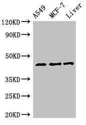 FMOD / Fibromodulin Antibody - Western Blot Positive WB detected in:A549 whole cell lysate,MCF-7 whole cell lysate,Rat liver tissue All Lanes:FMOD antibody at 3µg/ml Secondary Goat polyclonal to rabbit IgG at 1/50000 dilution Predicted band size: 44 KDa Observed band size: 44 KDa