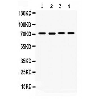 FMR1 / FMRP Antibody - FMRP antibody Western blot. All lanes: Anti FMRP at 0.5 ug/ml. Lane 1: Rat Testis Tissue Lysate at 50 ug. Lane 2: Mouse Testis Tissue Lysate at 50 ug. Lane 3: HELA Whole Cell Lysate at 40 ug. Lane 4: HEPG2 Whole Cell Lysate at 40 ug. Predicted band size: 71 kD. Observed band size: 71 kD.