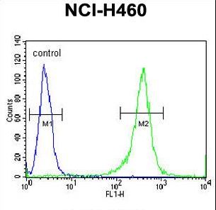 FMR1 / FMRP Antibody - FMR1 Antibody flow cytometry of NCI-H460 cells (right histogram) compared to a negative control cell (left histogram). FITC-conjugated goat-anti-rabbit secondary antibodies were used for the analysis.