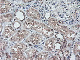 FMR1 / FMRP Antibody - IHC of paraffin-embedded Human Kidney tissue using anti-FMR1 mouse monoclonal antibody.