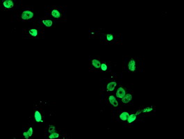 FMR1 / FMRP Antibody - Anti-FMR1 mouse monoclonal antibody immunofluorescent staining of COS7 cells transiently transfected by pCMV6-ENTRY FMR1.