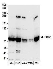 FMR1 / FMRP Antibody - Detection of human and mouse FMR1 by western blot. Samples: Whole cell lysate (50 µg) from HeLa, HEK293T, Jurkat, mouse TCMK-1, and mouse NIH 3T3 cells prepared using NETN lysis buffer. Antibody: Affinity purified rabbit anti-FMR1 antibody used for WB at 0.1 µg/ml. Detection: Chemiluminescence with an exposure time of 30 seconds.