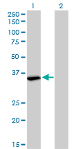FMR1 / FMRP Antibody - Western Blot analysis of FMR1 expression in transfected 293T cell line by FMR1 monoclonal antibody (M01), clone 2D4.Lane 1: FMR1 transfected lysate(34.1 KDa).Lane 2: Non-transfected lysate.
