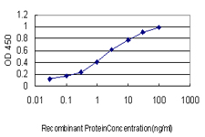 FMR1 / FMRP Antibody - Detection limit for recombinant GST tagged FMR1 is approximately 0.1 ng/ml as a capture antibody.