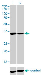 FMR1 / FMRP Antibody - Western blot analysis of FMR1 over-expressed 293 cell line, cotransfected with FMR1 Validated Chimera RNAi (Lane 2) or non-transfected control (Lane 1). Blot probed with FMR1 monoclonal antibody (M01), clone 2D4 . GAPDH ( 36.1 kDa ) used as specificity and loading control.