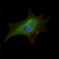 FMR1 / FMRP Antibody - Immunofluorescence of NIH/3T3 cells using FMR1 mouse monoclonal antibody (green). Blue: DRAQ5 fluorescent DNA dye. Red: Actin filaments have been labeled with Alexa Fluor-555 phalloidin.