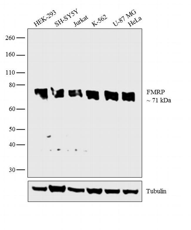 FMR1 / FMRP Antibody - FMRP Antibody in Western Blot (WB)