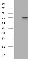 FMR1 / FMRP Antibody - HEK293T cells were transfected with the pCMV6-ENTRY control (Left lane) or pCMV6-ENTRY FMR1 (Right lane) cDNA for 48 hrs and lysed. Equivalent amounts of cell lysates (5 ug per lane) were separated by SDS-PAGE and immunoblotted with anti-FMR1.