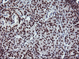 FMR1 / FMRP Antibody - IHC of paraffin-embedded Human pancreas tissue using anti-FMR1 mouse monoclonal antibody.