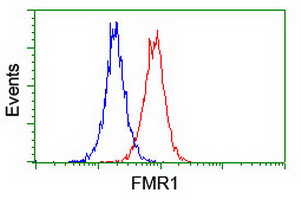 FMR1 / FMRP Antibody - Flow cytometry of Jurkat cells, using anti-FMR1 antibody (Red), compared to a nonspecific negative control antibody (Blue).