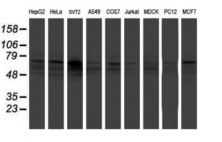 FMR1 / FMRP Antibody - Western blot of extracts (35 ug) from 9 different cell lines by using anti-FMR1 monoclonal antibody (HepG2: human; HeLa: human; SVT2: mouse; A549: human; COS7: monkey; Jurkat: human; MDCK: canine; PC12: rat; MCF7: human).