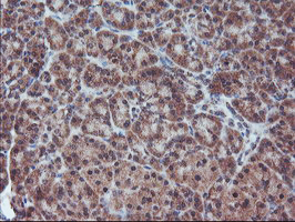 FMR1 / FMRP Antibody - IHC of paraffin-embedded Human pancreas tissue using anti-FMR1 mouse monoclonal antibody.