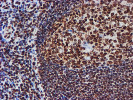 FMR1 / FMRP Antibody - IHC of paraffin-embedded Human tonsil using anti-FMR1 mouse monoclonal antibody.