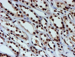 FMR1 / FMRP Antibody - IHC of paraffin-embedded Human Kidney tissue using anti-FMR1 mouse monoclonal antibody.