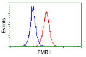FMR1 / FMRP Antibody - Flow cytometry of Jurkat cells, using anti-FMR1 antibody (Red), compared to a nonspecific negative control antibody (Blue).