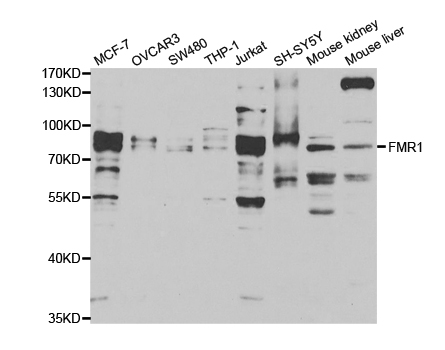 FMR1 / FMRP Antibody - Western blot analysis of extracts of various cell lines.