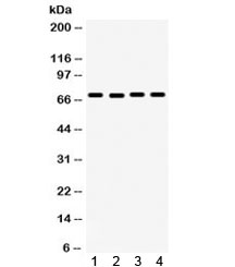 FMR1 / FMRP Antibody