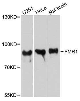 FMR1 / FMRP Antibody - Western blot analysis of extracts of various cell lines, using FMR1 antibody at 1:1000 dilution. The secondary antibody used was an HRP Goat Anti-Rabbit IgG (H+L) at 1:10000 dilution. Lysates were loaded 25ug per lane and 3% nonfat dry milk in TBST was used for blocking. An ECL Kit was used for detection and the exposure time was 10s.