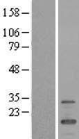 FMR1NB Protein - Western validation with an anti-DDK antibody * L: Control HEK293 lysate R: Over-expression lysate