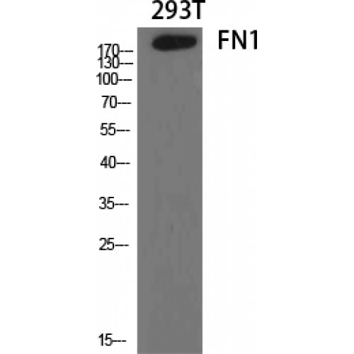 FN1 / Fibronectin Antibody - Western blot of FN1 antibody