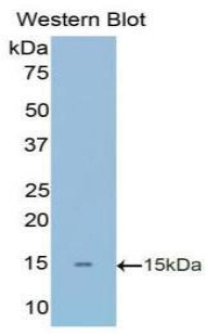 FN1 / Fibronectin Antibody - Western blot of recombinant FN1 / Fibronectin.  This image was taken for the unconjugated form of this product. Other forms have not been tested.