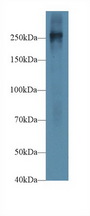 FN1 / Fibronectin Antibody - Western Blot; Sample: Mouse Placenta lysate; Primary Ab: 1µg/ml Rabbit Anti-Mouse FN Antibody Second Ab: 0.2µg/mL HRP-Linked Caprine Anti-Rabbit IgG Polyclonal Antibody