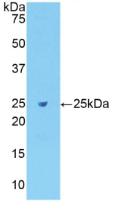 FN1 / Fibronectin Antibody - Western Blot; Sample: Recombinant Fibronectin, Rat.