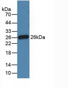 FN1 / Fibronectin Antibody - Western Blot; Sample: Recombinant Fibronectin, Gallus.