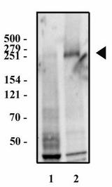 FN1 / Fibronectin Antibody - Western Blot: Fibronectin Antibody (2F4) - Western blot analysis of HeLa (1) and HepG2 (2) whole cell lysates using Fibronectin antibody (2F4) at 2 ug/ml.
