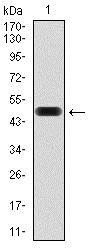 FN1 / Fibronectin Antibody - Western Blot: Fibronectin Antibody (2F4) - Western blot analysis using Fibronectin mAb against human Fibronectin (aa1965-2176 recombinant protein. (Expected MW is 49.6 kDa)