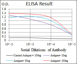 FN1 / Fibronectin Antibody - Red: Control Antigen (100ng); Purple: Antigen (10ng); Green: Antigen (50ng); Blue: Antigen (100ng);