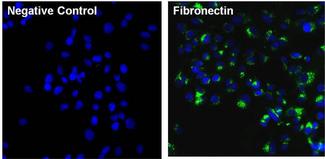 FN1 / Fibronectin Antibody - Immunofluorescent analysis of Fibronectin (green) in HepG2 cells. The cells were fixed with formalin for 15 minutes, permeabilized with 0.1% Triton X-100 in TBS for 10 minutes, and blocked with 5% Normal Goat Serum for 15 minutes at room temperature. Cells were stained with or without Fibronectin monoclonal antibody, at a dilution of 1:100 overnight at 4C, and then incubated with a DyLight 488 goat anti-mouse IgG secondary antibody at a dilution of 1:1000 for 30 minutes at room temperature (both panels, green). Nuclei (both panels, blue) were stained with Hoechst 33342 dye. Images were taken on a Thermo Scientific ToxInsight at 20X magnification.