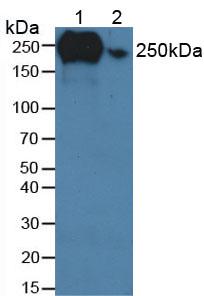 FN1 / Fibronectin Antibody