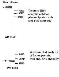 FN1 / Fibronectin Antibody