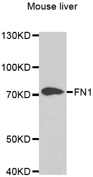 FN1 / Fibronectin Antibody - Western blot analysis of extracts of mouse liver.