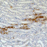 FN1 / Fibronectin Antibody - Immunohistochemical analysis of Fibronectin staining in mouse kidney formalin fixed paraffin embedded tissue section. The section was pre-treated using heat mediated antigen retrieval with sodium citrate buffer (pH 6.0). The section was then incubated with the antibody at room temperature and detected using an HRP conjugated compact polymer system. DAB was used as the chromogen. The section was then counterstained with hematoxylin and mounted with DPX.