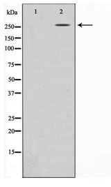 FN1 / Fibronectin Antibody - Western blot of HeLa cell lysate using Fibronectin 1 Antibody