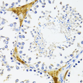 FN1 / Fibronectin Antibody - Immunohistochemistry of paraffin-embedded mouse leydig cells using FN1 antibody at dilution of 1:100 (40x lens).