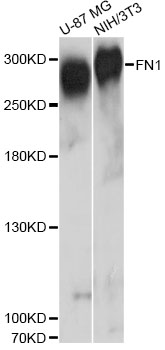 FN1 / Fibronectin Antibody - Western blot analysis of extracts of various cell lines, using FN1 antibody at 1:3000 dilution. The secondary antibody used was an HRP Goat Anti-Rabbit IgG (H+L) at 1:10000 dilution. Lysates were loaded 25ug per lane and 3% nonfat dry milk in TBST was used for blocking. An ECL Kit was used for detection and the exposure time was 90s.