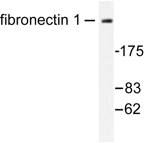 FN1 / Fibronectin Antibody - Western blot of Fibronectin 1 (F2372) pAb in extracts from HeLa cells.