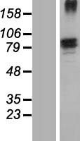 FN1 / Fibronectin Protein - Western validation with an anti-DDK antibody * L: Control HEK293 lysate R: Over-expression lysate