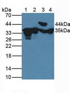 FN3K / Fructosamine-3-Kinase Antibody - Western Blot; Sample: Lane1: Human HeLa Cells; Lane2: Human 293T Cells; Lane3: Porcine Heart Tissue; Lane4: Porcine Brain Tissue.
