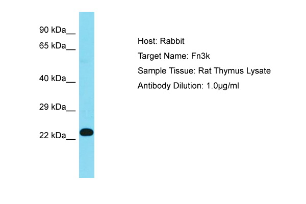 FN3K / Fructosamine-3-Kinase Antibody -  This image was taken for the unconjugated form of this product. Other forms have not been tested.