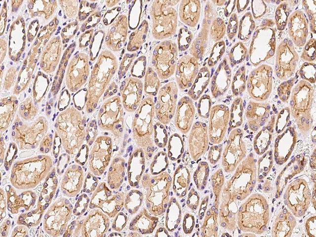 FN3KL / FN3KRP Antibody - Immunochemical staining of human FN3KRP in human kidney with rabbit polyclonal antibody at 1:300 dilution, formalin-fixed paraffin embedded sections.
